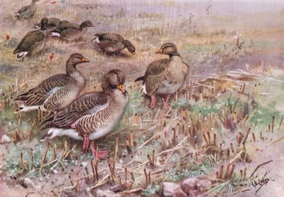Oies cendrées (litho) - George Edward Lodge