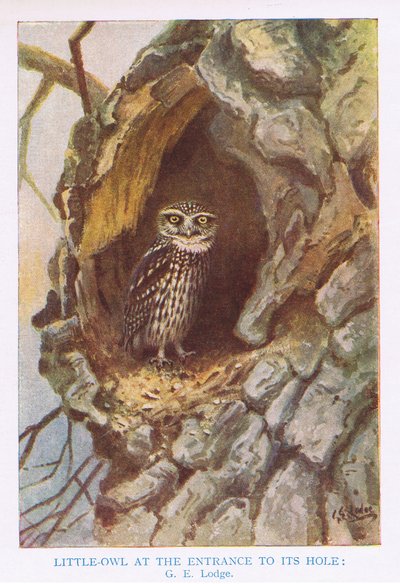 Chouette chevêche au trou du nid, illustration de "British Birds" par Kirkman  Jourdain - George Edward Lodge