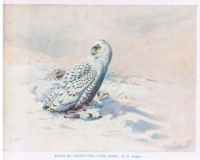 Harfang des neiges avec le lièvre, illustration tirée de "British Birds" par Kirkman  Jourdain - George Edward Lodge