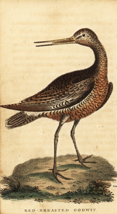 Barge rousse, Limosa lapponica - George Edwards