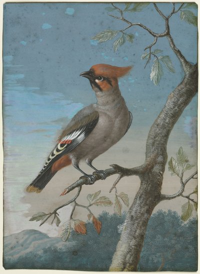 Étude des oiseaux : Le jaseur de Bohème - George Edwards