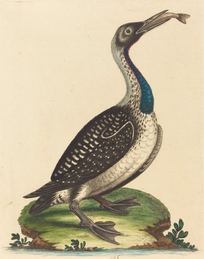 Oiseaux aquatiques noirs et blancs avec gorge bleue - George Edwards