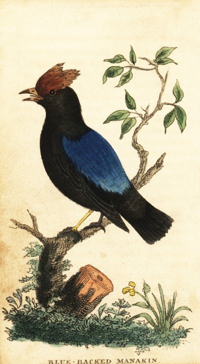 Manakin à dos bleu, Chiroxiphia pareola (gravure) - George Edwards