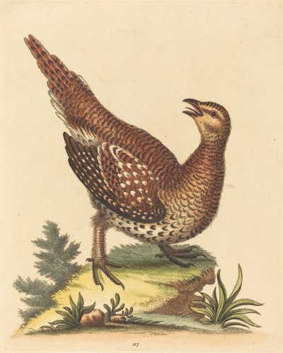 Oiseau brun tacheté - George Edwards