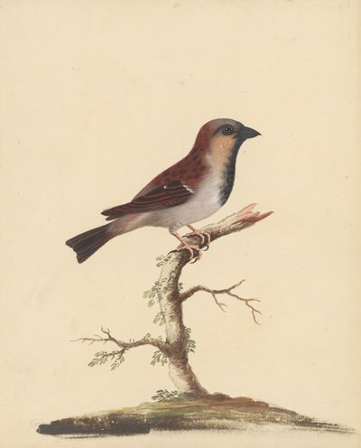 [Moineau mâle] - George Edwards