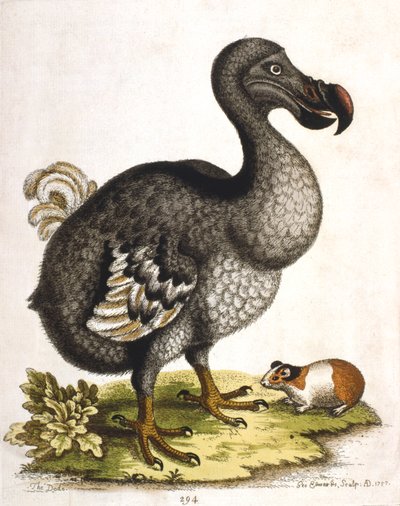 Dodo et cochon d
