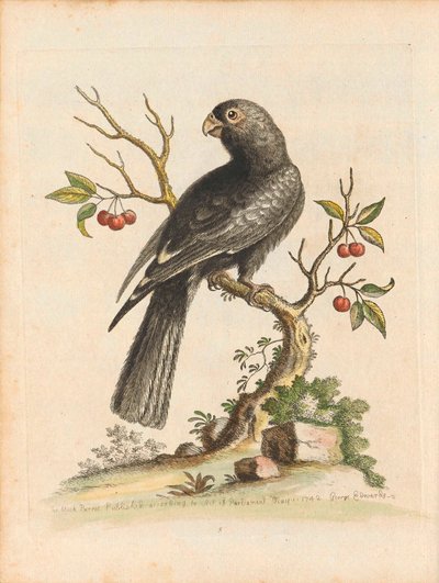 George Edwards, Oiseaux I Singapour Planche 5 - George Edwards
