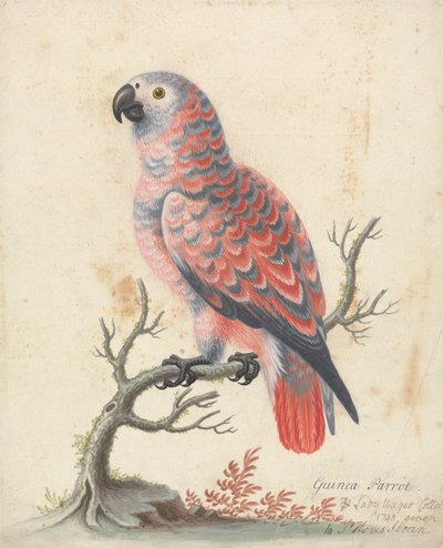 Perroquet de Guinée - George Edwards