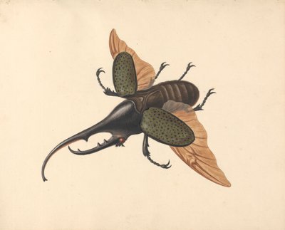 Scarabée Hercule - George Edwards