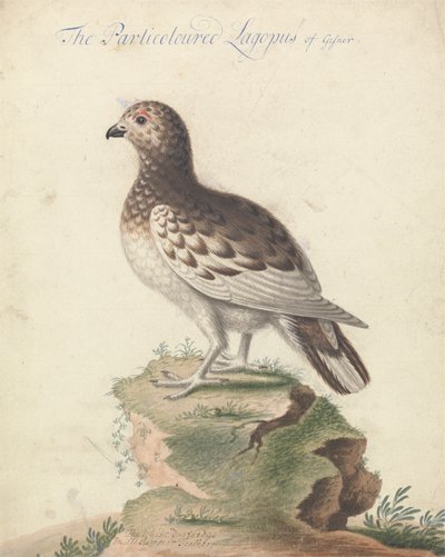Lagopède - George Edwards