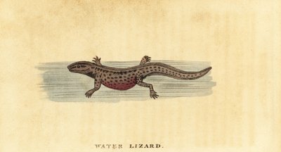 Triton lisse, Lissotriton vulgaris, 1800 - George Edwards