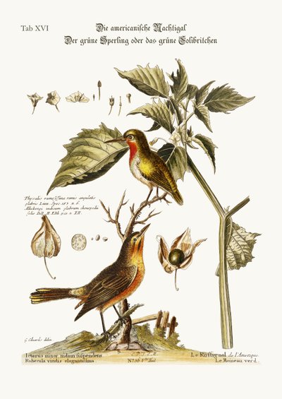 Le Rossignol américain. Le Moineau vert ou Colibri vert, 1749-73 - George Edwards