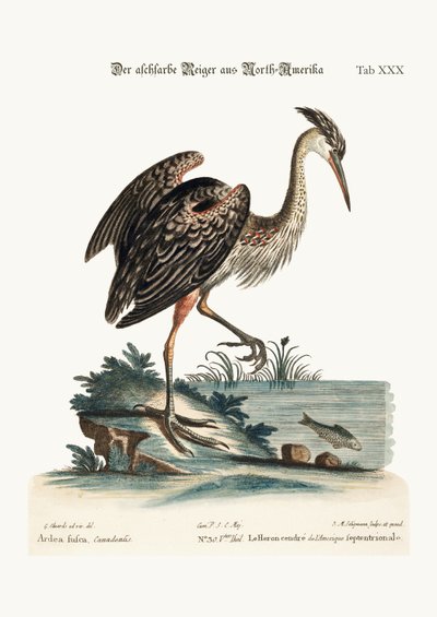 Le Héron cendré d