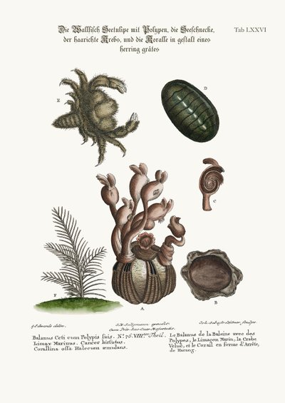 Le Balanus de la Baleine avec Polypes, la Limace Marine, le Crabe Poilu et le Coralline en Arête de Poisson, 1749-73 - George Edwards