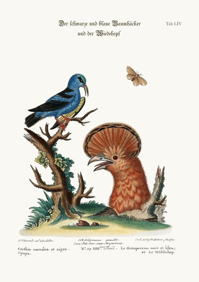 Le grimpeur noir et bleu, et la huppe fasciée, 1749-73 - George Edwards