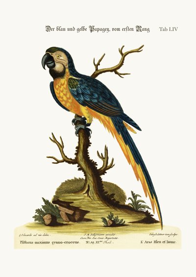 Le Ara bleu et jaune, 1749-73 - George Edwards