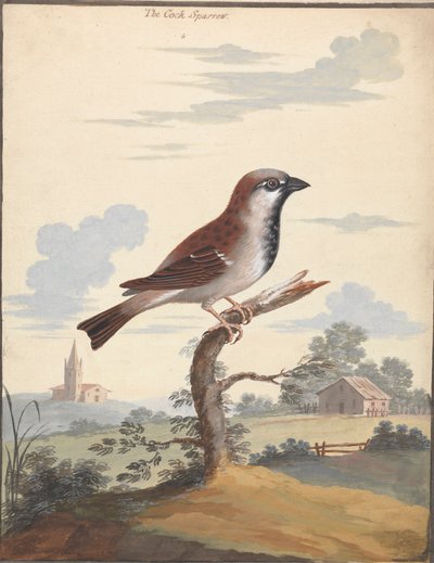 Le moineau - George Edwards