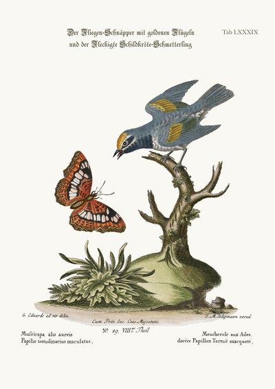 Le Moucherolle à ailes dorées et le papillon tortue tacheté, 1749-73 - George Edwards