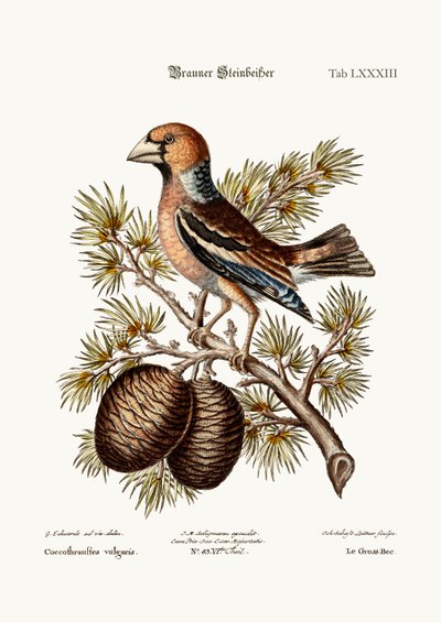 Le Gros-Bec ou Haw-Finch, 1749-73 - George Edwards