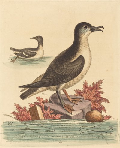 Le guillemot et le macareux de l