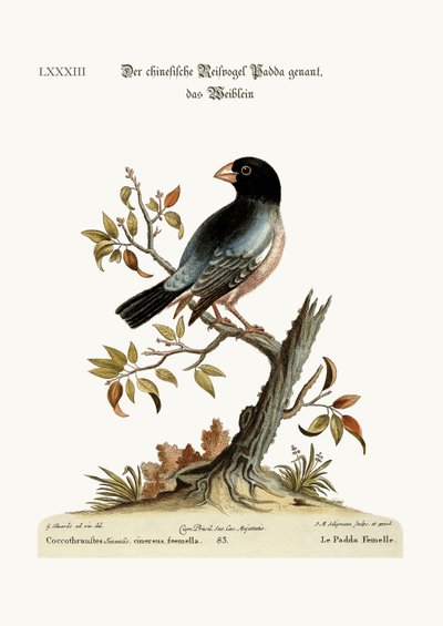 La poule Padda ou oiseau de riz - George Edwards