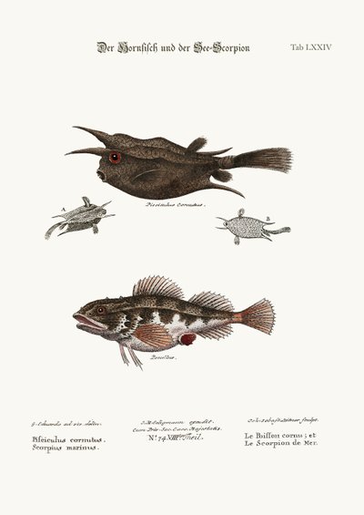 Le poisson cornu et le scorpion de mer, 1749-73 - George Edwards