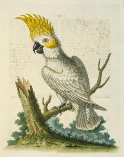 Le Petit Cacatua Blanc à Crête Jaune - George Edwards