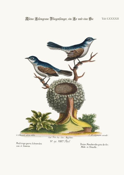 Les petits gobemouches bleu-gris, coq et poule, 1749-73 - George Edwards