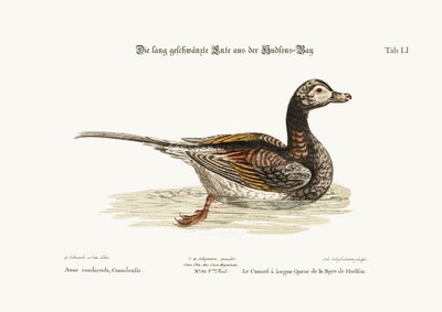 Le canard à longue queue de la baie d