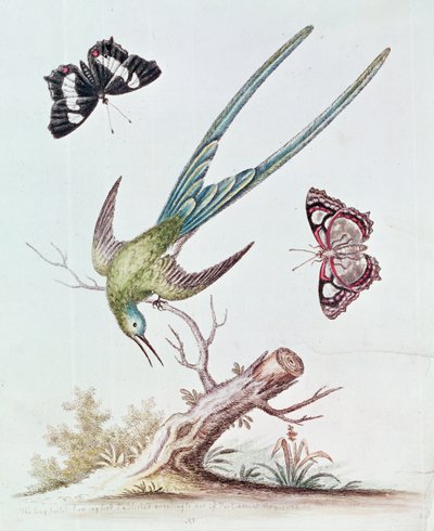 Le colibri à longue queue, 1742 - George Edwards