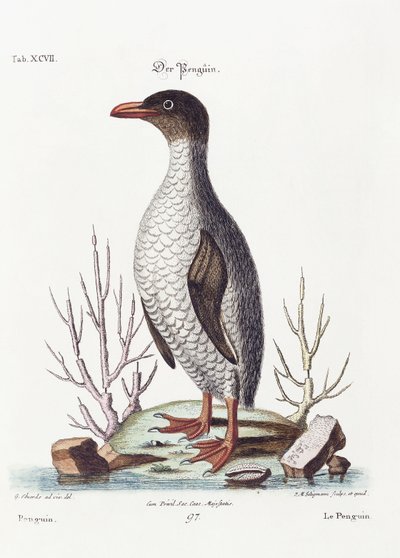 Le Pingouin, 1770 - George Edwards