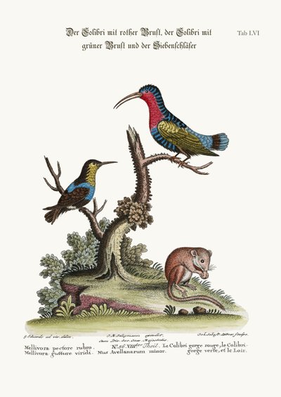 Le Colibri à poitrine rouge, le Colibri à gorge verte et le Loir, 1749-73 - George Edwards