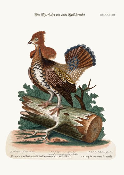 Le coq de bruyère huppé ou tétras, 1749-73 - George Edwards