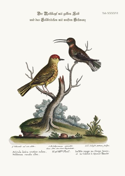 Le Chardonneret Jaune et le Colibri à Queue Blanche, 1749-73 - George Edwards