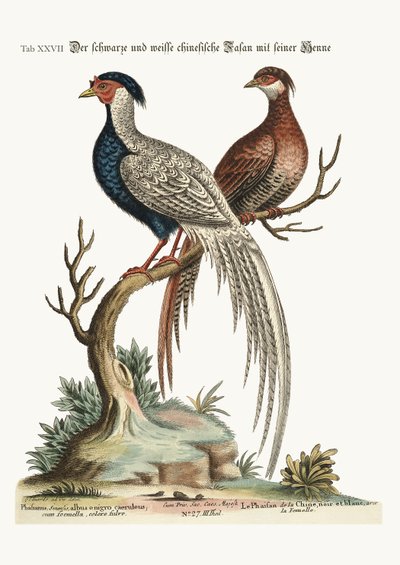 Le faisan chinois noir et blanc avec sa poule, 1749-73 - George Edwards