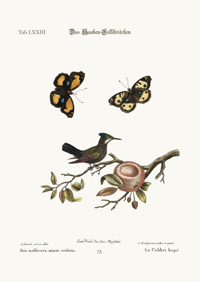 Le colibri huppé, 1749-73 - George Edwards