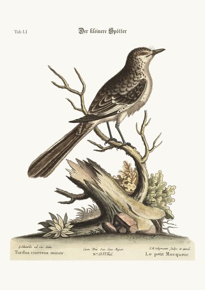 Le petit oiseau moqueur, 1749-73 - George Edwards