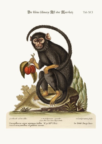 Le petit singe noir, 1749-73 - George Edwards