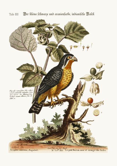 Le petit faucon indien noir et orange, 1749-73 - George Edwards