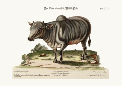 Le petit buffle indien, 1749-73 - George Edwards