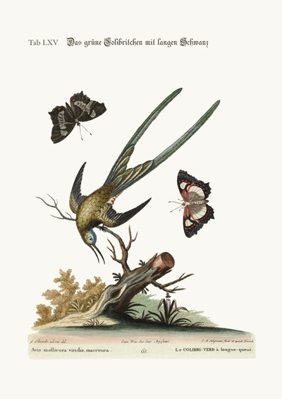 Le colibri à longue queue, 1749-73 - George Edwards
