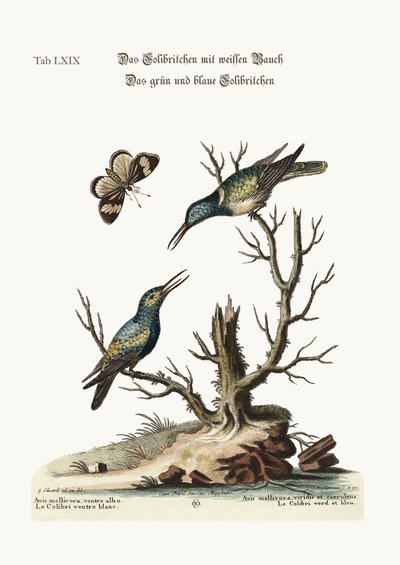 Le colibri à ventre blanc. Le colibri vert et bleu, 1749-73 - George Edwards