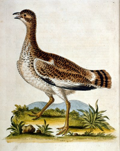 Illustration à l