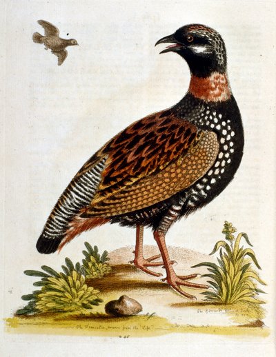 Illustration à l