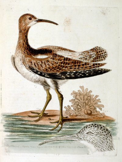 Illustration à l