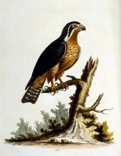 Illustration à l