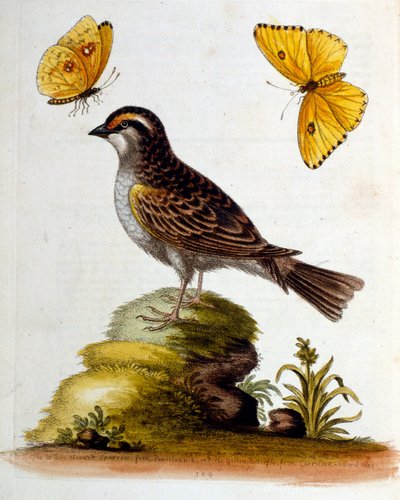 Illustration à l