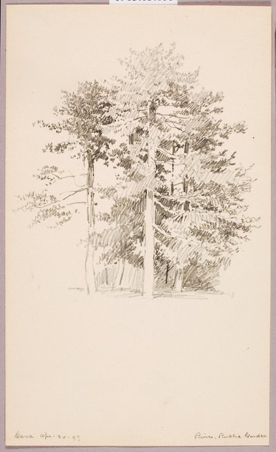 Pins, jardin public - George Elbert Burr