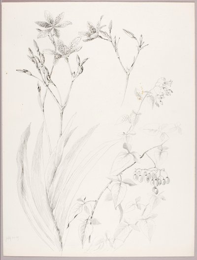 Sans titre (étude botanique) - George Elbert Burr
