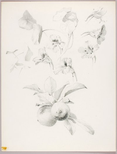 Sans titre (étude botanique) - George Elbert Burr